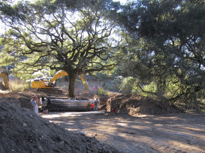California couple to pay nearly $600,000 for uprooting tree