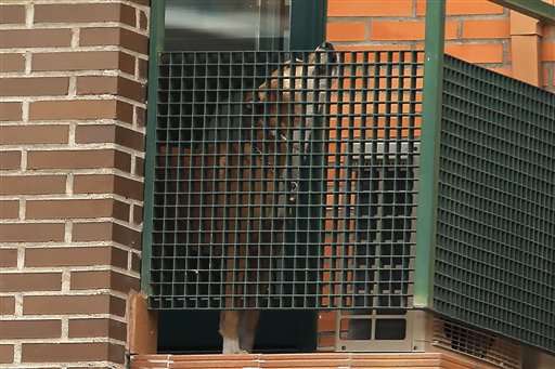 Spain euthanizes pet dog of Ebola-infected woman