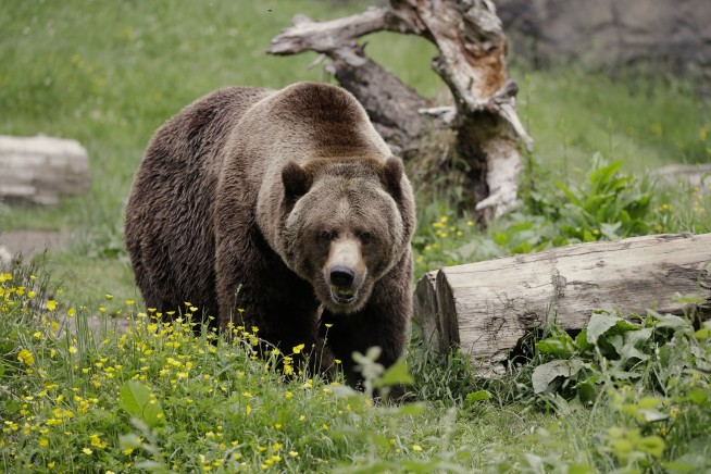 The federal government plans to restore grizzly bears to the North Cascades region of Washington