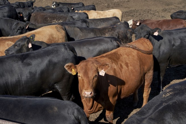 Cattle producers have a beef with 35-year marketing campaign
