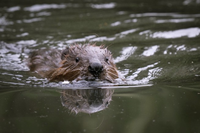 Beavers reintroduced to west London for first time in 400 years to improve biodiversity