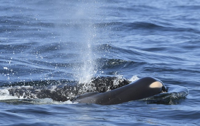 Orca carries dead calf for week during 'deep grieving'