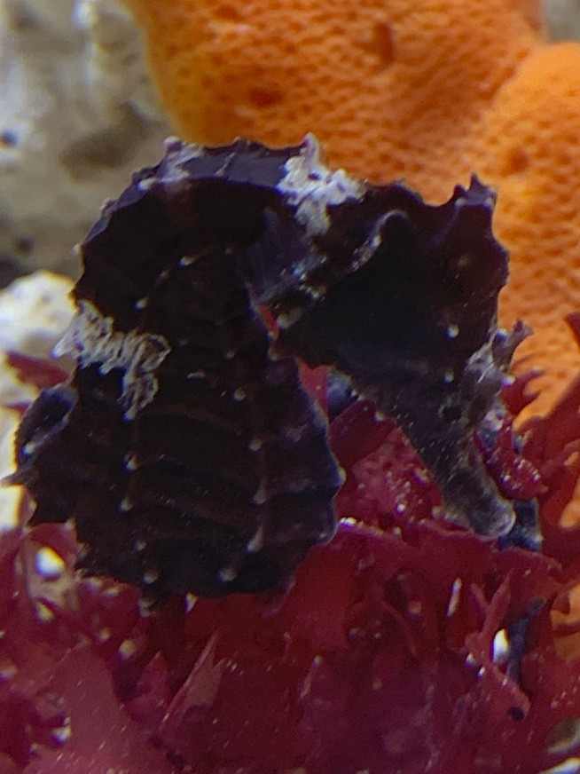 Florida vet school uses novel approach to save seahorse