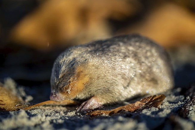 Still alive! Golden mole not seen for 80 years and presumed extinct is found again in South Africa