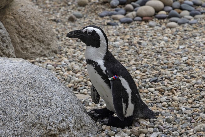San Diego Zoo penguin fitted with orthopedic footwear
