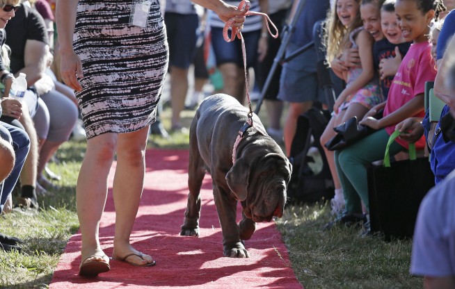 Huge, homely mastiff named Martha wins world's ugliest dog