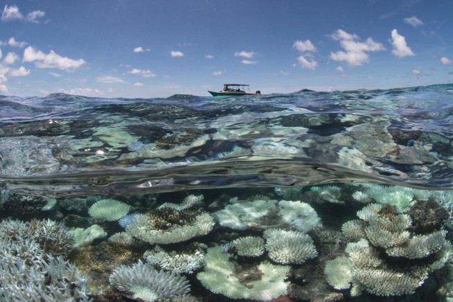 Scientists race to prevent wipeout of world's coral reefs