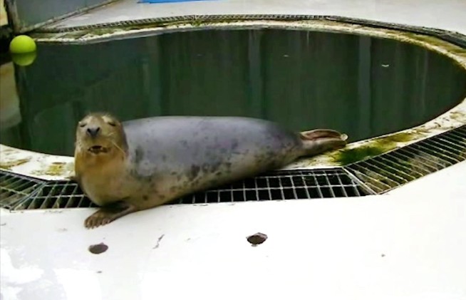 UK study shows seal singing 'Twinkle, Twinkle, Little Star'