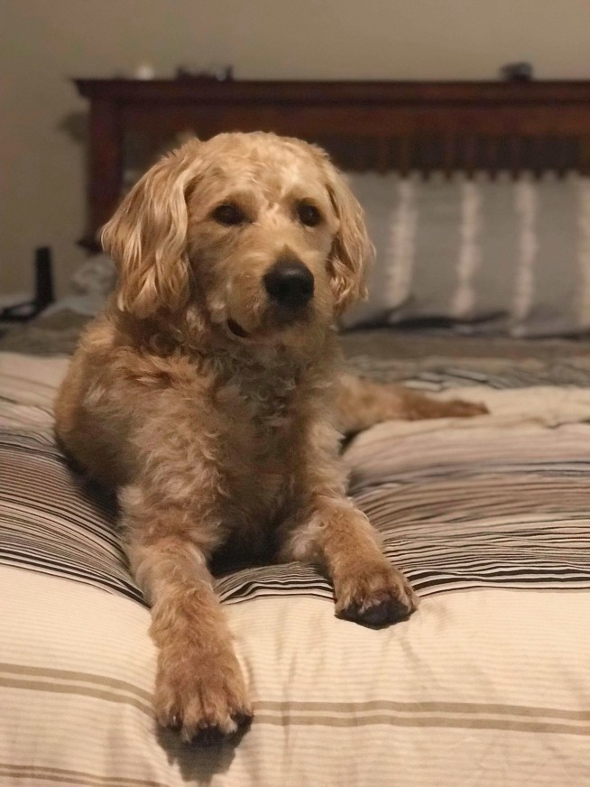 Family that survived Vegas attack says comfort dog was shot