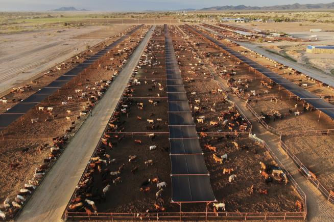 Mexico boosts controls on cattle after new screwworm case found near US border in Nuevo Leon
