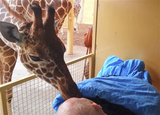 Giraffe licks dying zoo worker