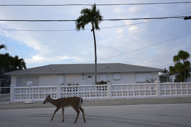 Florida’s iconic Key deer face an uncertain future as seas rise