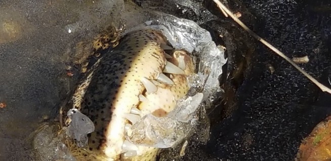 Chilly 'gators poke heads above ice to cope with bitter cold