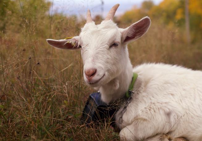 Livestock landscaping: Vermont ski areas employ goats and sheep to clear the slopes