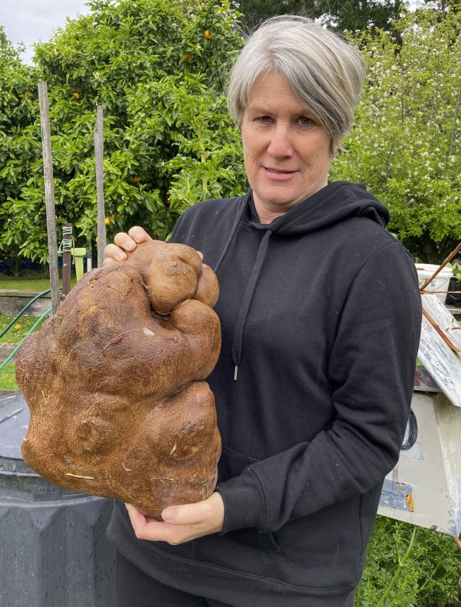 Doug the ugly New Zealand potato could be world's biggest