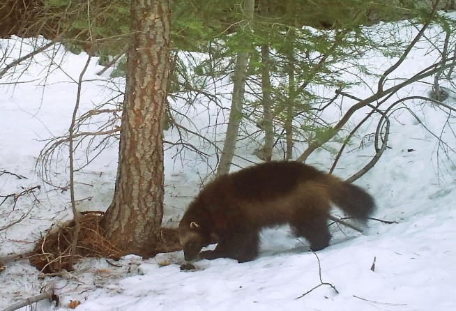 US moves to protect wolverines as climate change melts their mountain refuges, threatens extinction