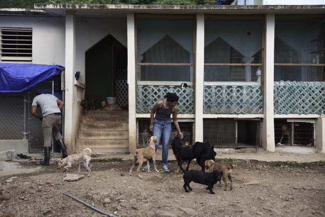 Abandoned pets swamp shelters in post-hurricane Puerto Rico