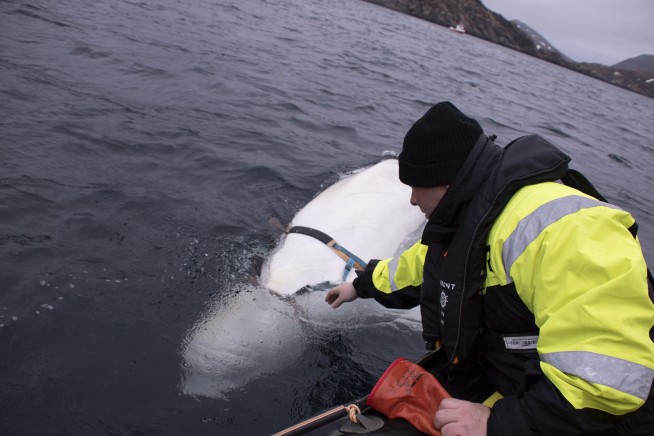 Beluga whale with Russian harness raises alarm in Norway