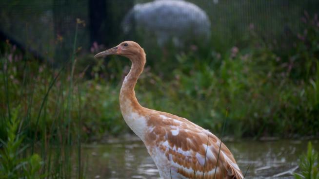 Endangered whooping crane dies of avian flu at Wisconsin wildlife refuge