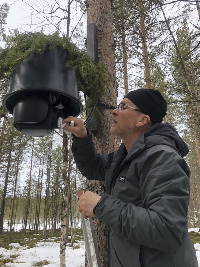 Millions tune in for 24-hour live coverage of Sweden’s epic moose migration