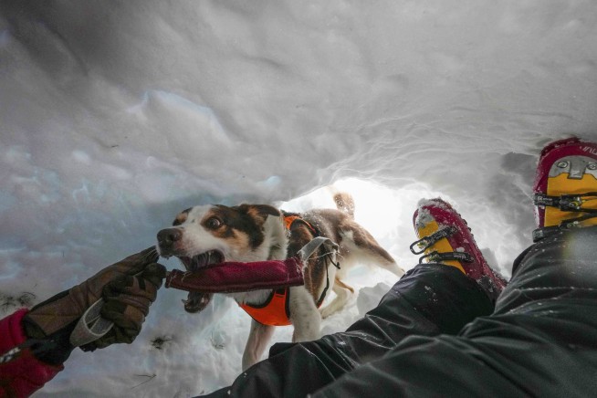 Zen the border collie teaches other dogs how to rescue people in Italy's avalanche-prone Dolomites
