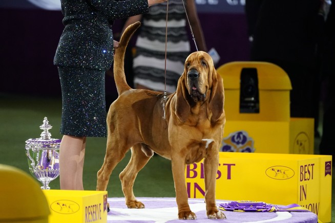 Sound off! Trumpet is 1st bloodhound to win Westminster show