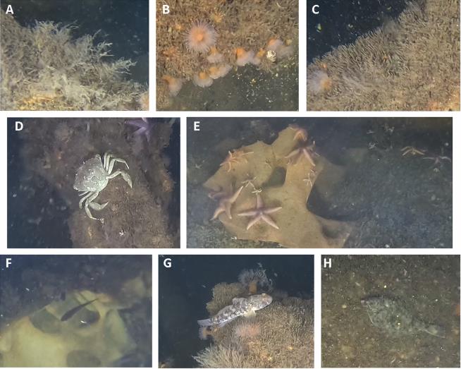 Scientists find marine life thriving on World War II explosives in the Baltic Sea