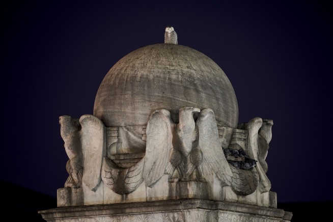 Rare snowy owl soars over Washington, thrills crowds