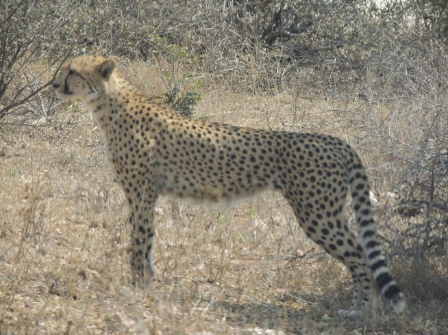 Cheetah numbers decline as African habitat shrinks