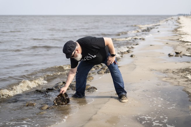 Blue blood from horseshoe crabs is needed for medicine, but a declining bird relies on crabs to eat