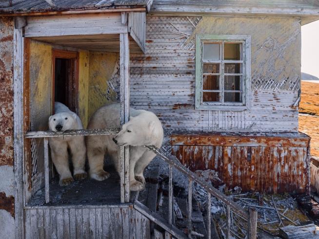 Photos show polar bears chilling at home in abandoned Russian research station