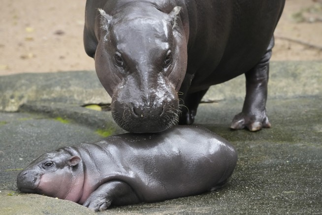 Thailand's baby pygmy hippo Moo Deng now has an official song in 4 languages