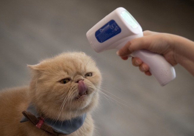 Cats with no symptoms spread virus to other cats in lab test