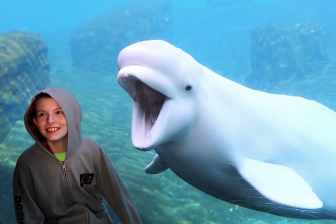 Commerce secretary sued in plan to move whales for research