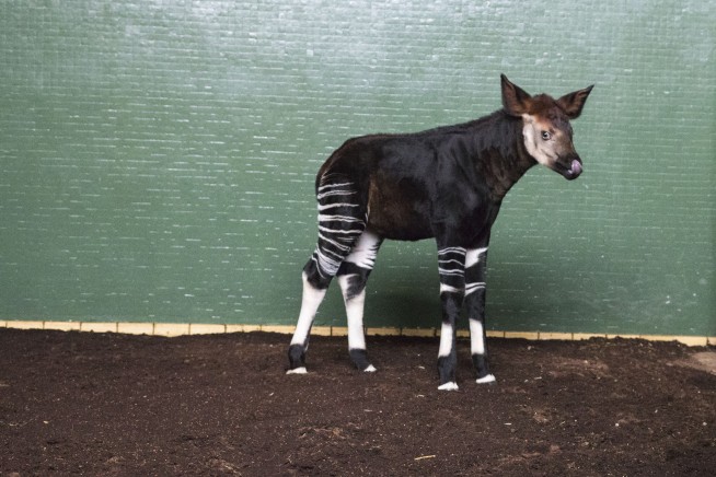 London Zoo names okapi 'Meghan' to celebrate royal wedding