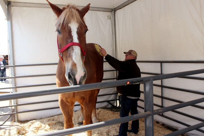 World's tallest horse, Big Jake, dies in Wisconsin at age 20