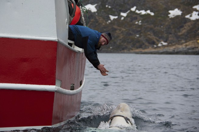 Beluga whale with Russian harness raises alarm in Norway