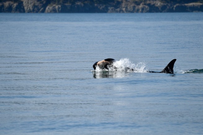 Once again, an endangered orca in Washington state is seen carrying a dead calf