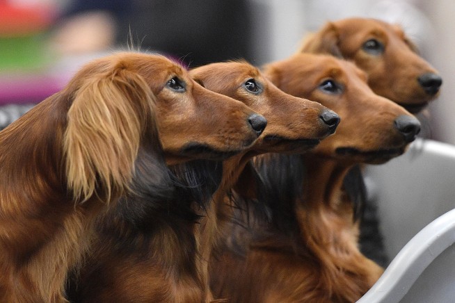 Your dog's personality may have little to do with its breed