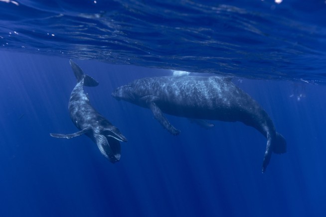 How do whales sing? Lab experiments suggest their voice boxes have a unique feature