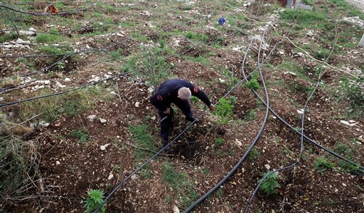 Albania seeks to bring law to Europe's pot capital