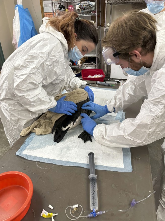 Rescuers rush to save geese and ducks soaked in oil due to spill in Boston river