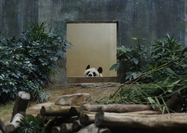 World's oldest male giant panda dies at age 35 in Hong Kong