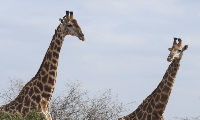 Giraffes move closer to endangered species protection