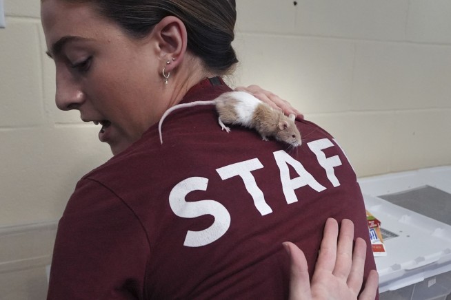 New Hampshire shelter faces enor-mouse problem after man surrenders nearly 1,000 rodents