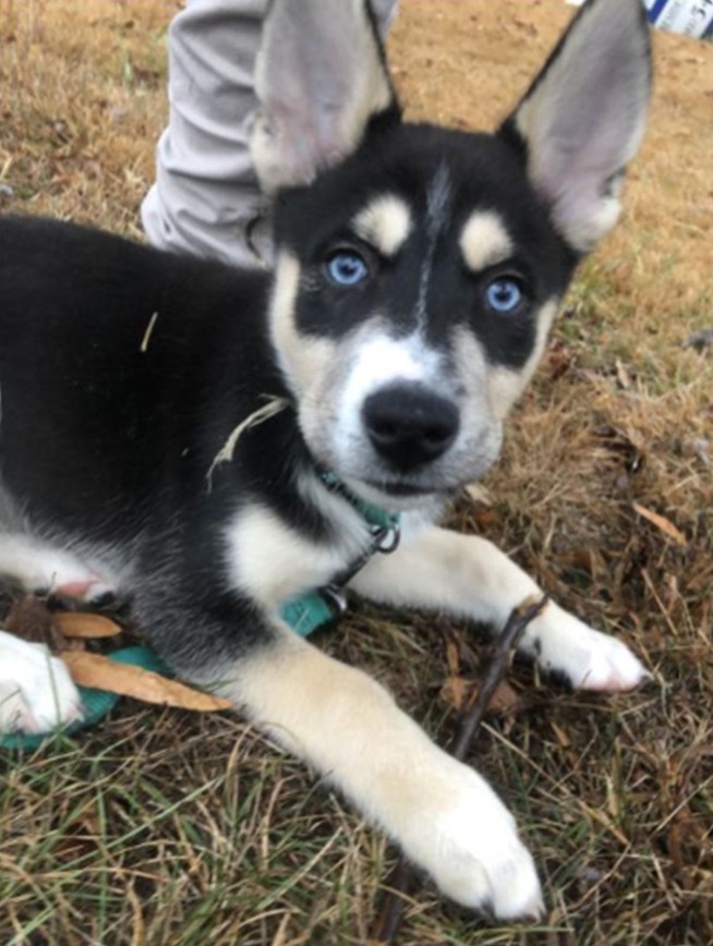 Police: Puppy stolen at gunpoint reunited with owners