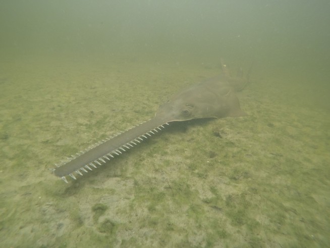 Mysterious affliction causing endangered sawfish to spin and die resurfaces in Florida