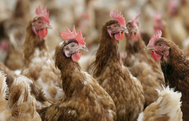 New US rules to protect animal farmers expected soon