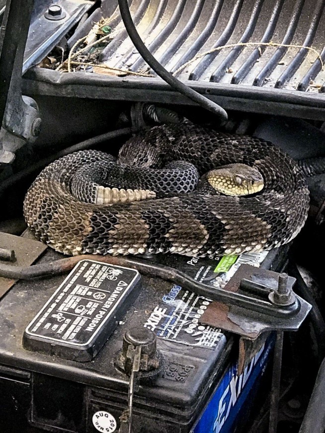 Man finds rattlesnake under hood while trying to start car