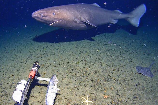 Surprise shark caught on camera for first time in Antarctica’s near-freezing deep